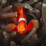 Fabi-Fregonesi—peixe (1)